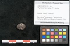 Foto (Objekt + Etikett) von Phymatocaryon mackayi F.V. Mueller (NHMW-GEO-2024-0188-10455)